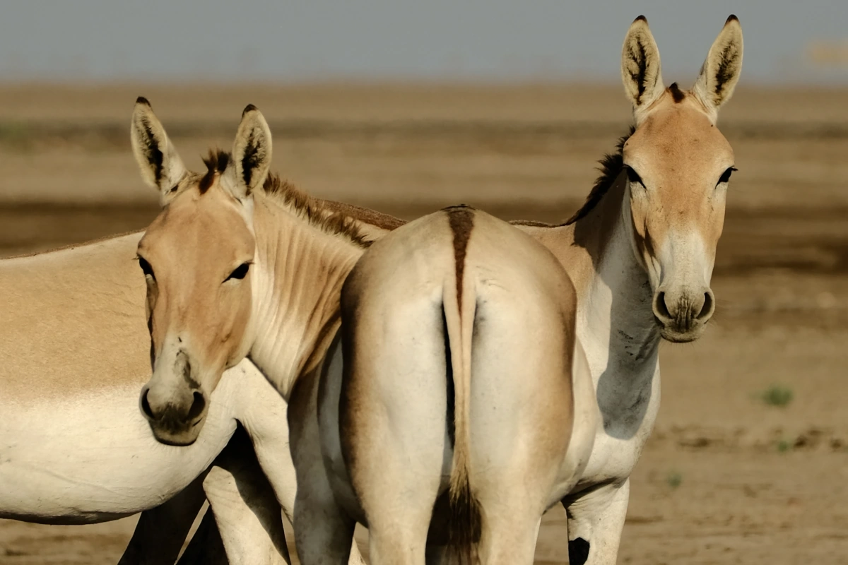 Âne sauvage et oiseaux dans les champs salins du Little Rann of Kutch, Gujarat, réserve naturelle pour un safari authentique en Inde.