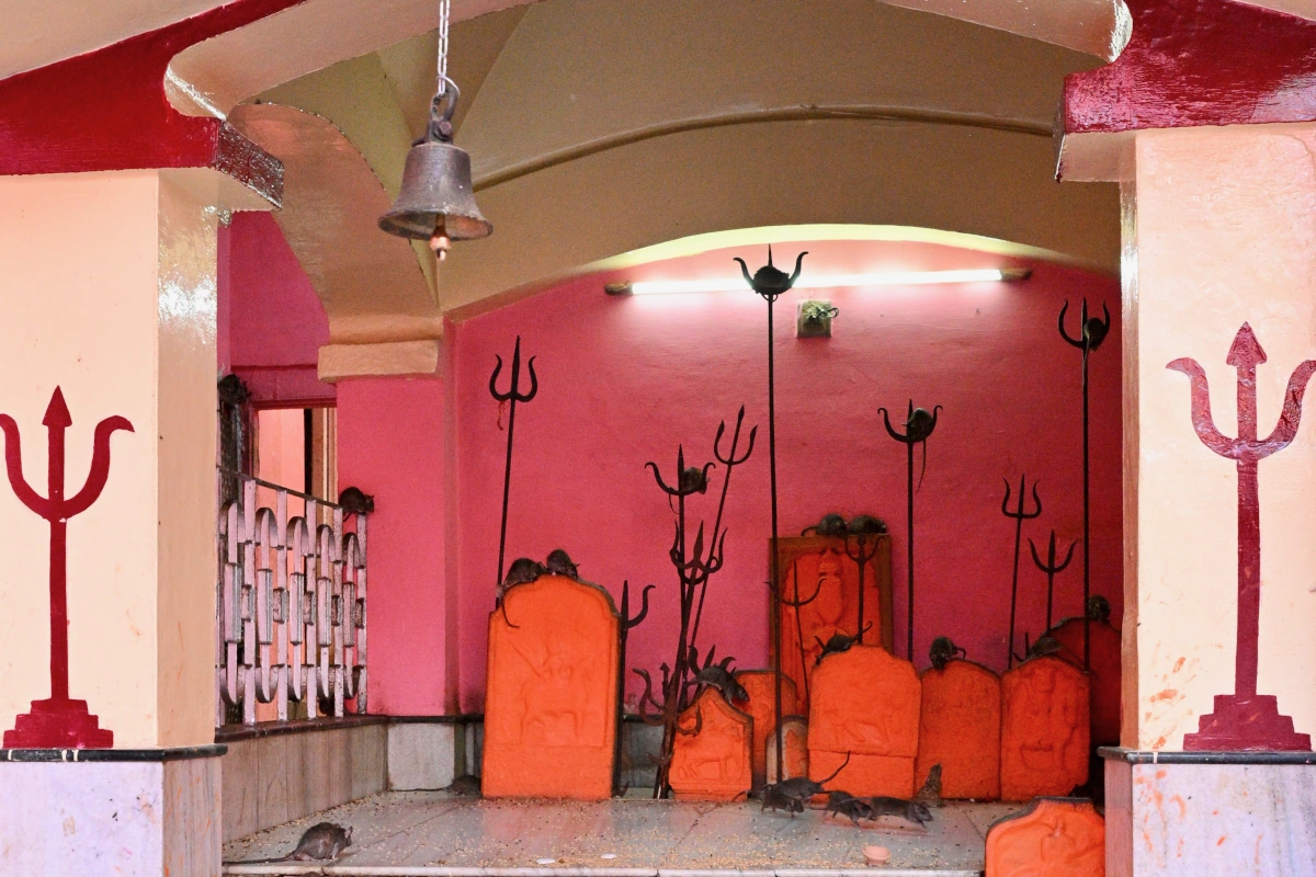 Unique Rat Temple in Bikaner, a fascinating visit on a trip to Rajasthan during the Pushkar Camel Fair