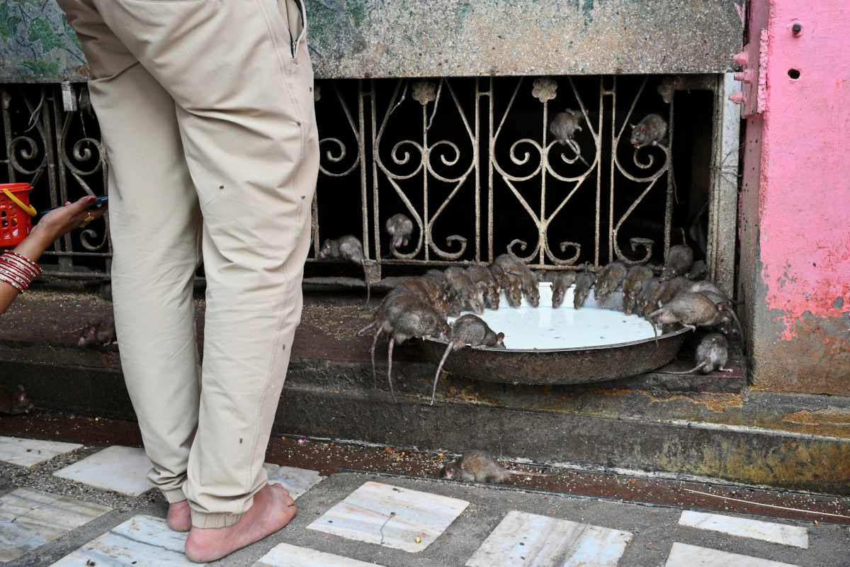 Temple des rats unique à Bikaner, visite fascinante lors d’un voyage au Rajasthan pendant la Pushkar Camel Fair