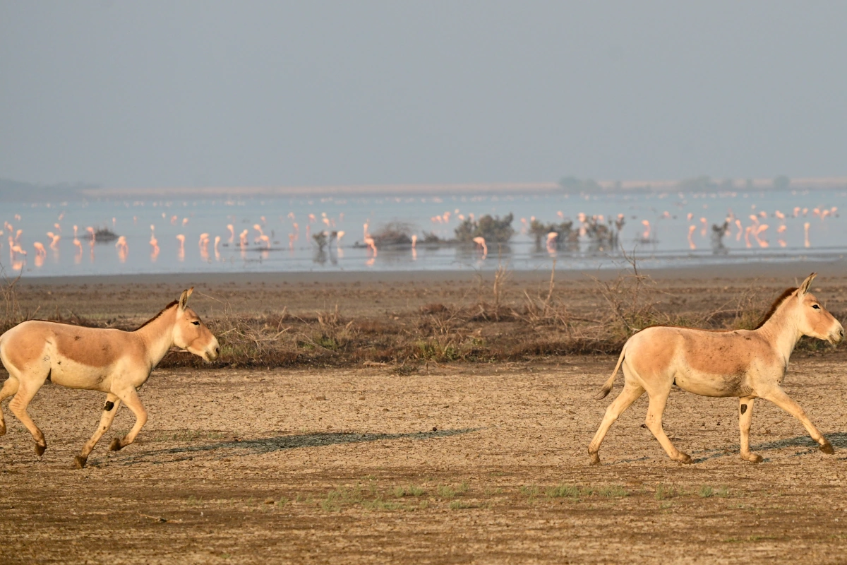 Observation des onagres et des flamants roses dans le Little Rann of Kutch, Gujarat, lors d’un circuit en Inde. 