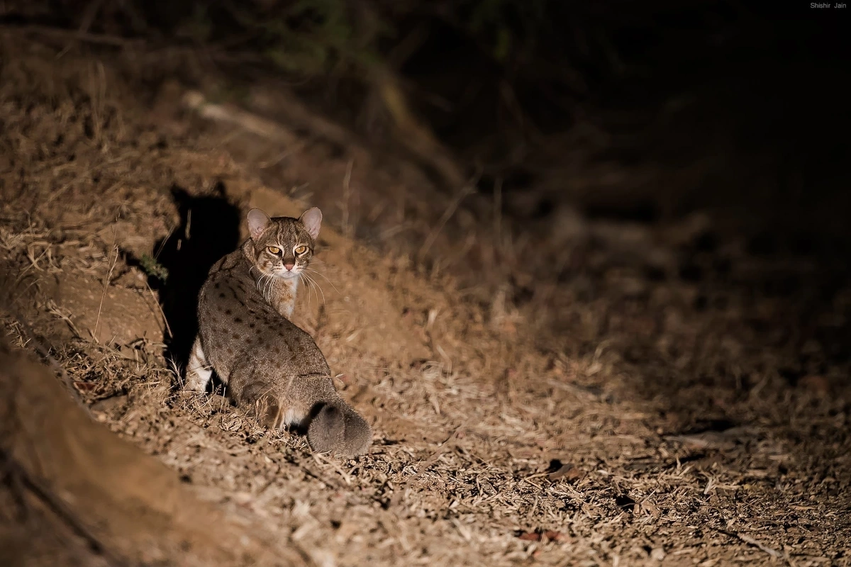 Luxury safari in the nature reserves of Rajasthan and Gujarat during a nature and ecotourism trip in India.