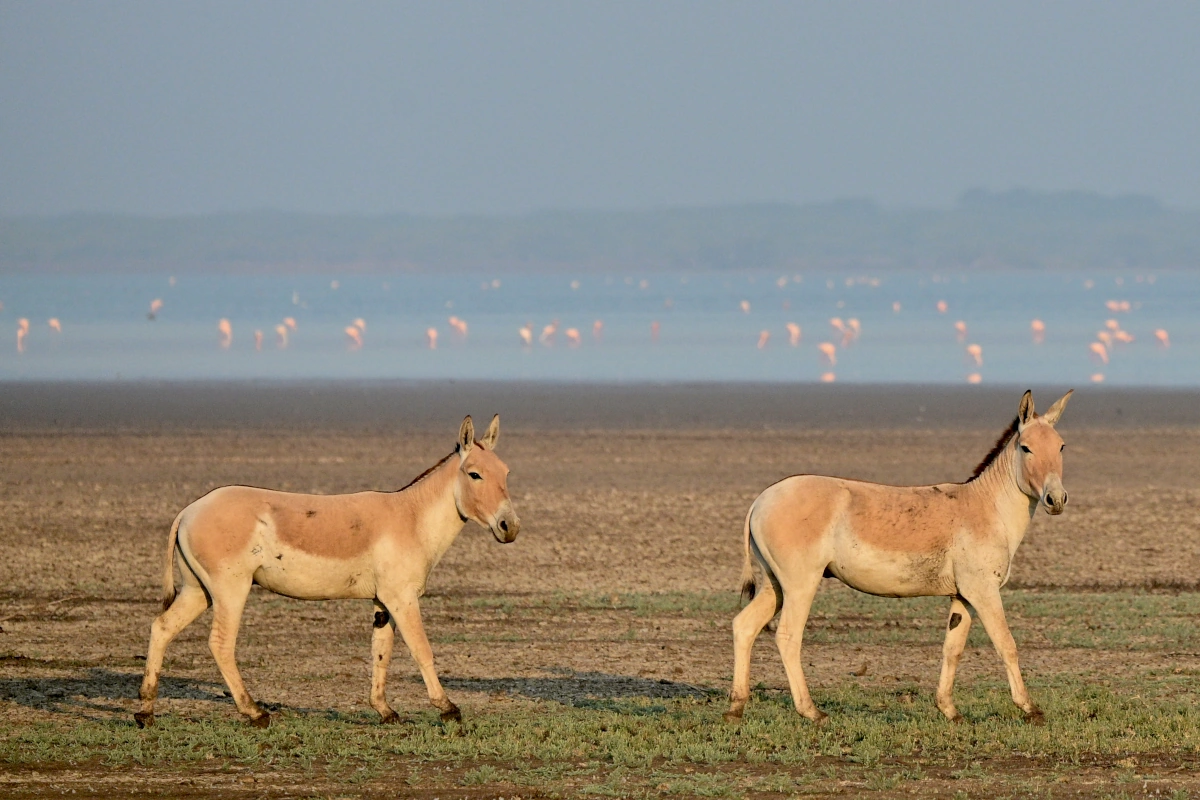 Wild ass and birds in the salt fields of the Little Rann of Kutch, Gujarat, a nature reserve for an authentic safari in India.