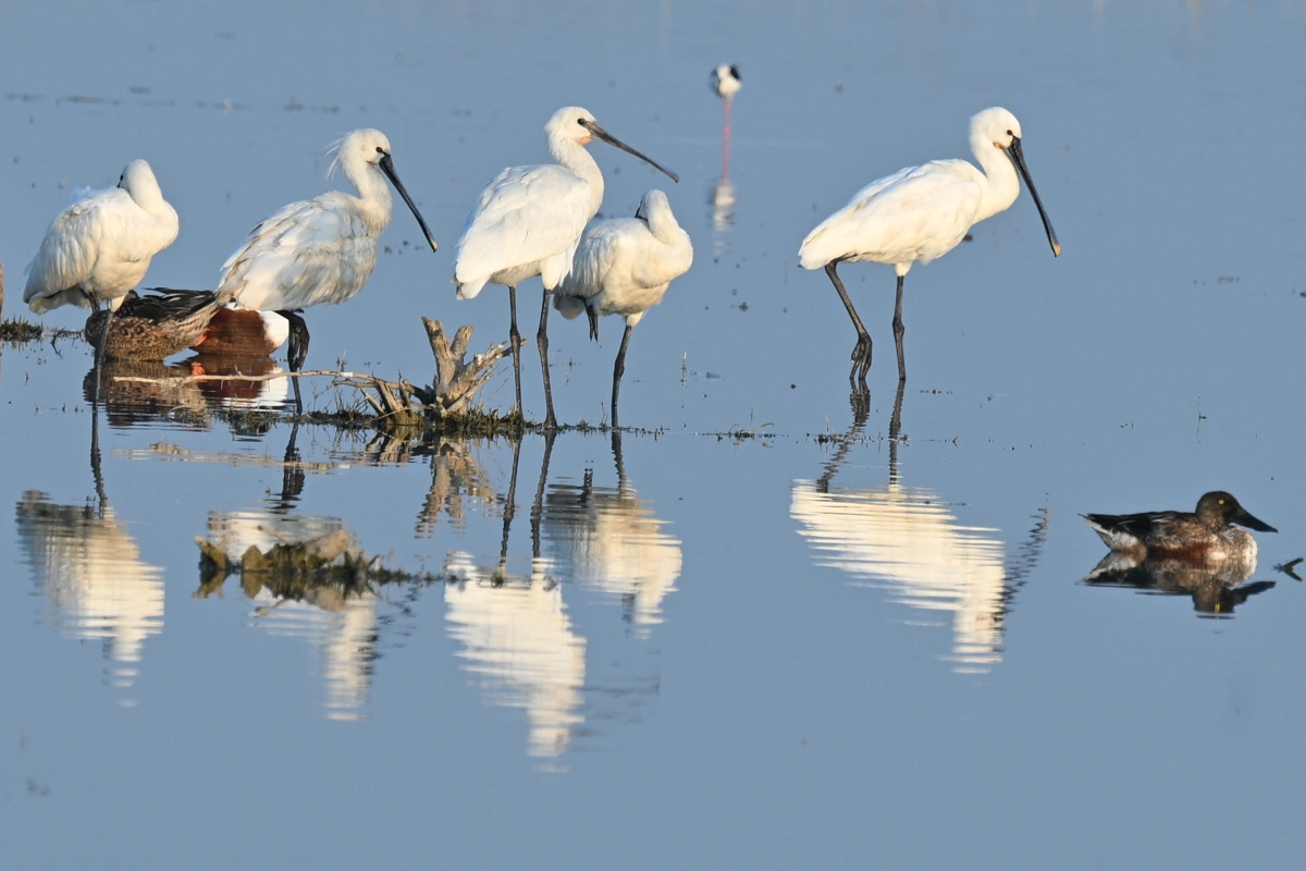 Safari faune luxe Rajasthan Gujarat