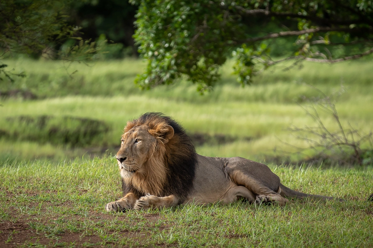 Nature et faune d'Inde Rajathan en Gujarat