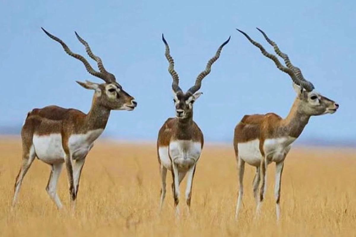 Blackbuck in Velavadar National Park, Gujarat, India, spotted during a nature safari.