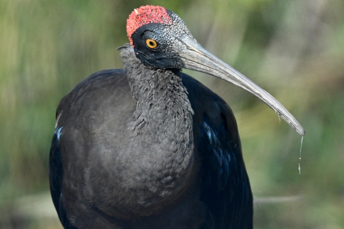 Birdwatching at Khijadiya National Park in Jamnagar, Gujarat — an ideal destination for birding safaris and discovering rich biodiversity in India.