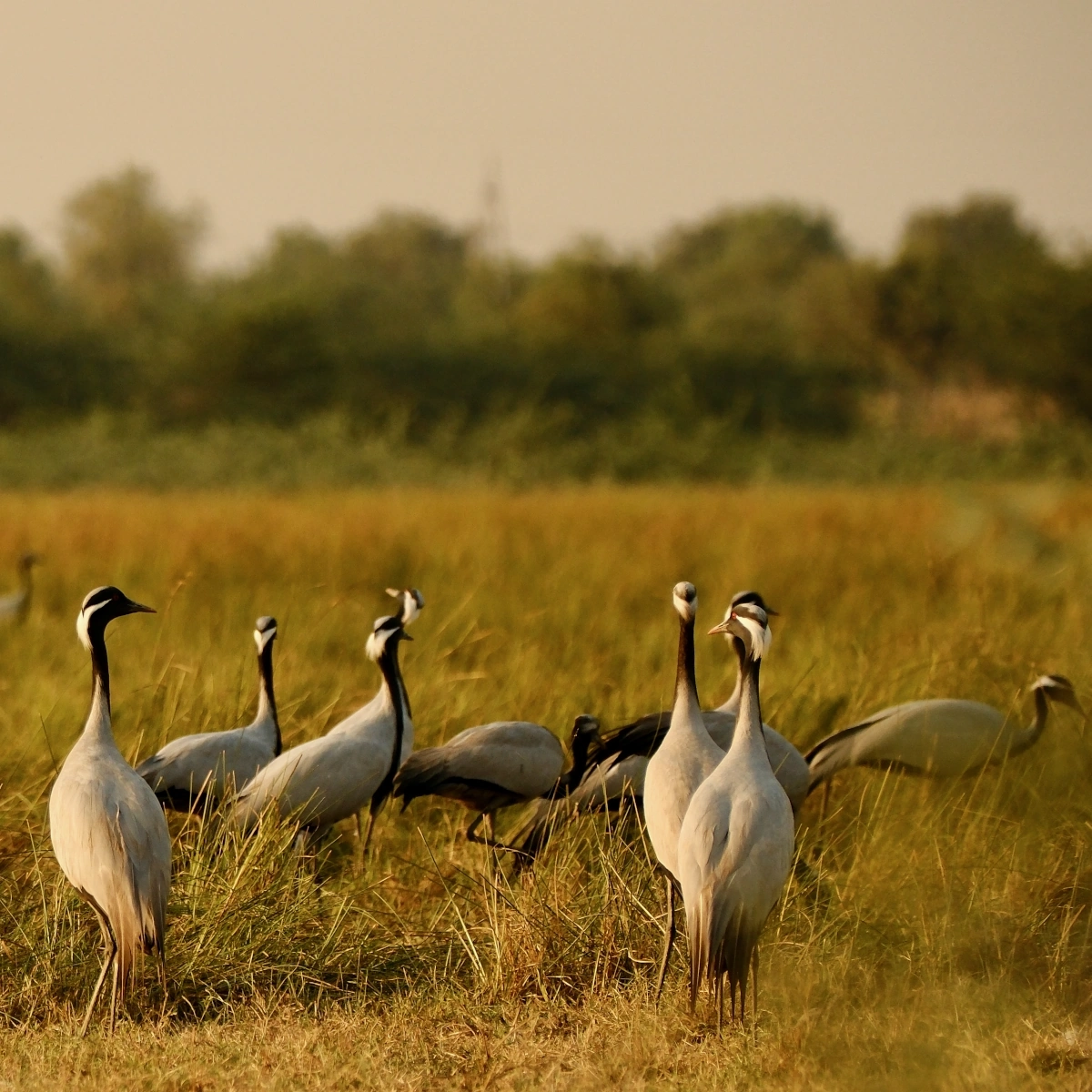 Safari faune Gujarat