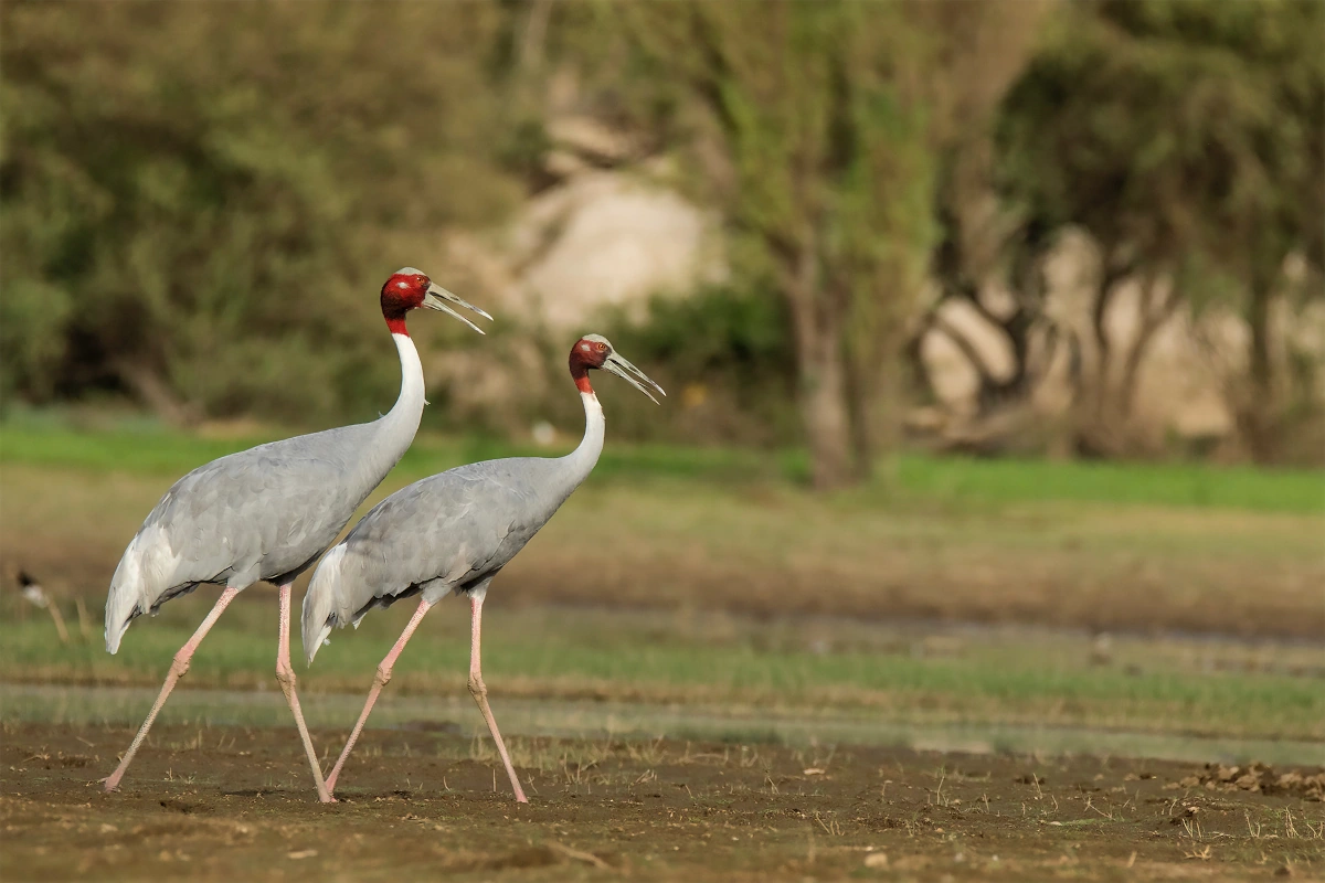 Safari faune luxe Rajasthan Gujarat