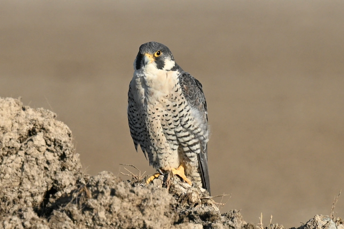Safari faune Gujarat