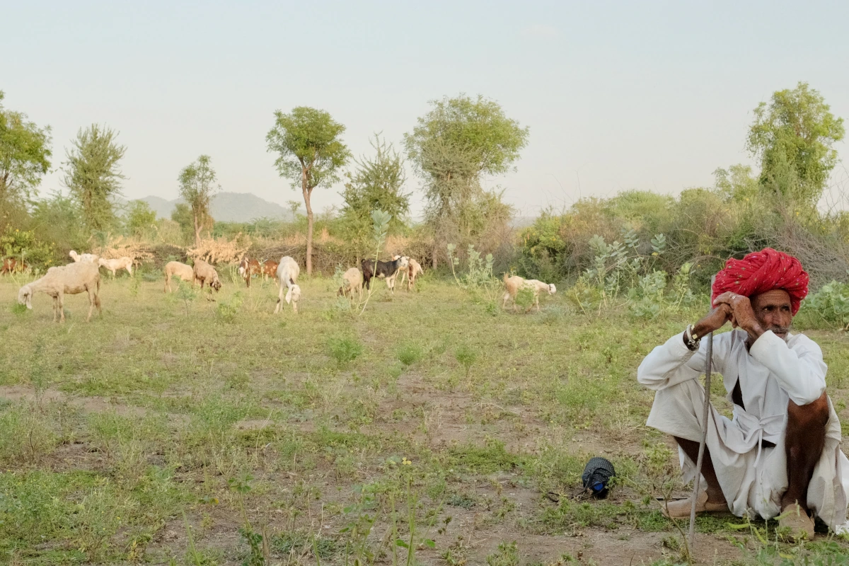 Berger rajasthani reposant avec son troupeau dans la campagne de Jojawar, Rajasthan
