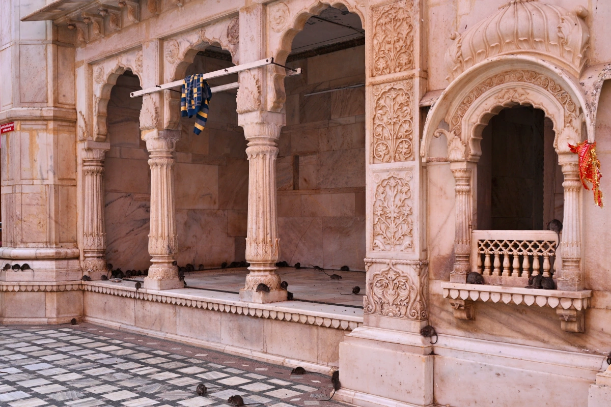 Le temple de Karni Mata à Bikaner avec ses rats sacrés, un lieu unique de dévotion au Rajasthan