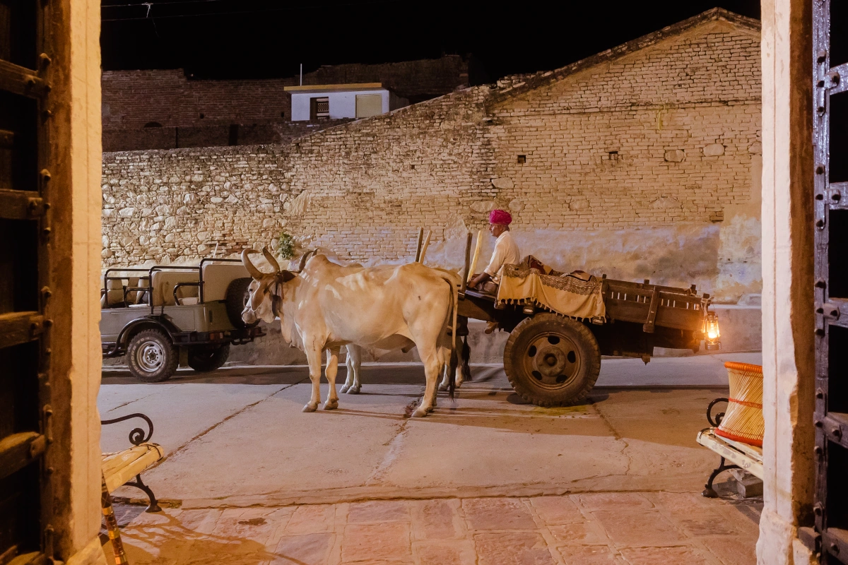 Traditional cart ride at sunset in Narlai toward a candlelit dinner, a highlight of an authentic Rajasthan journey.