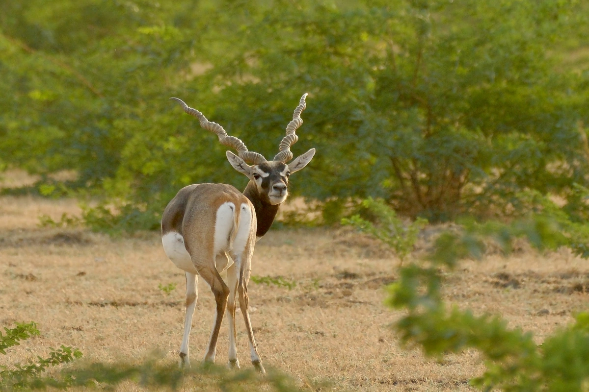 Safari faune Gujarat