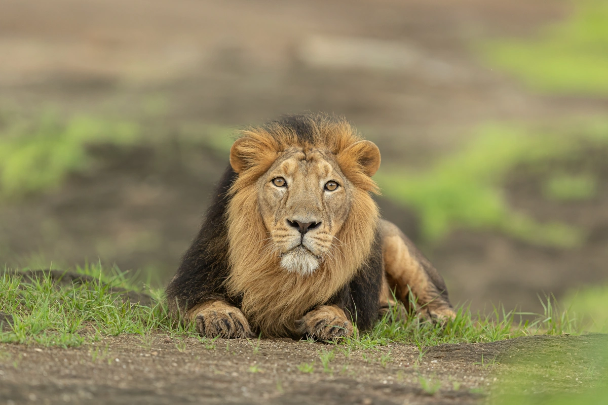 Lion asiatique majestueux dans son habitat naturel lors d’un safari en jeep au parc national de Sasan Gir.