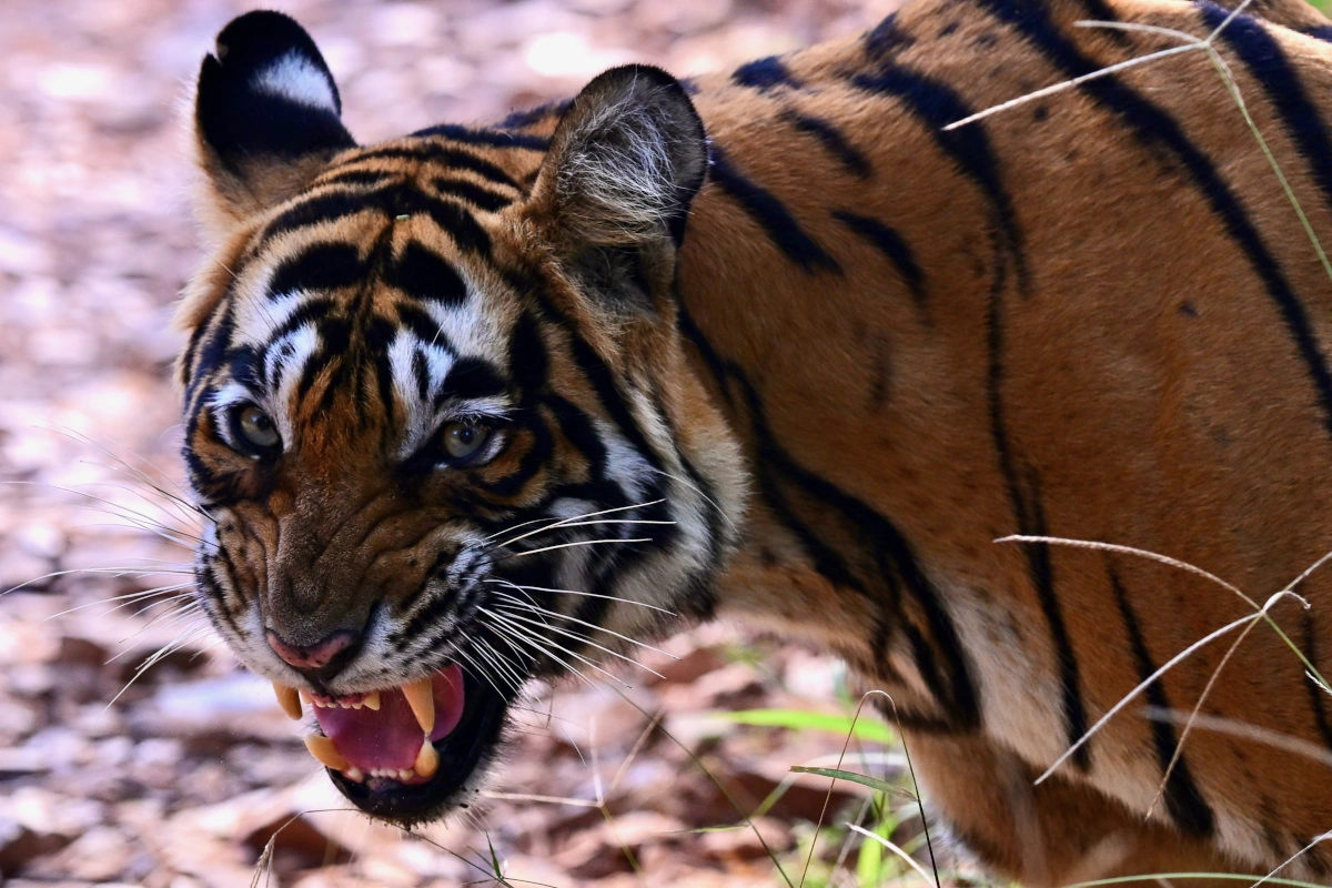 Tigre sauvage passant près d’une jeep lors d’un safari dans le parc national de Ranthambore, Rajasthan. 
