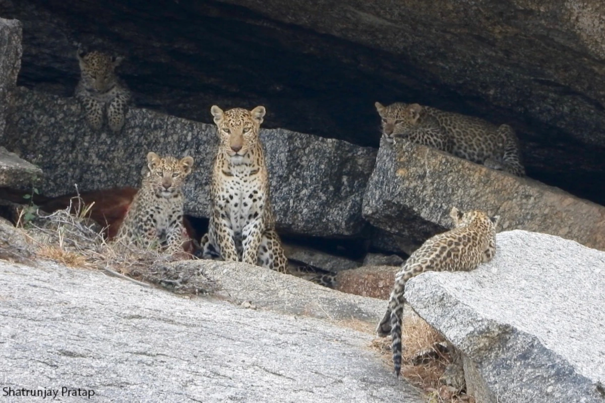 Léopard aperçu au petit matin à Jawai pendant un safari, moment unique d’un circuit de luxe au Rajasthan.