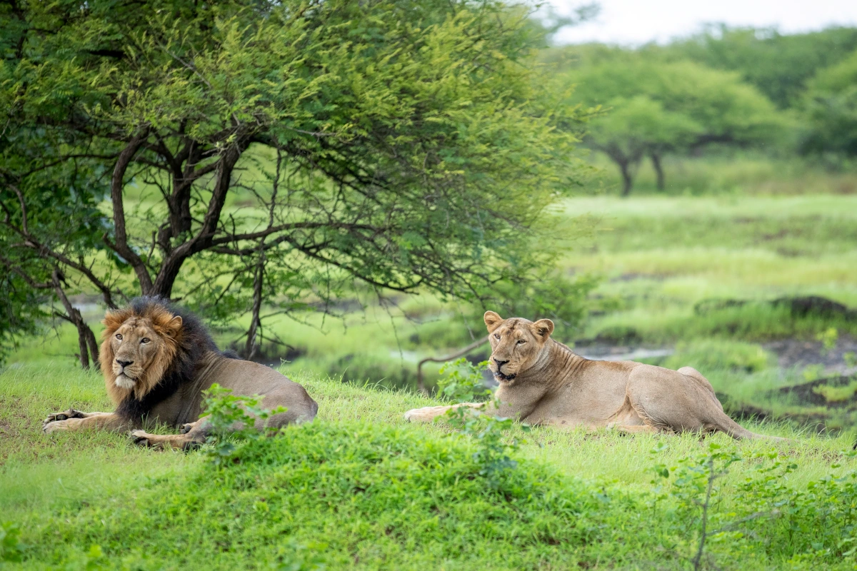 Safari faune Gujarat