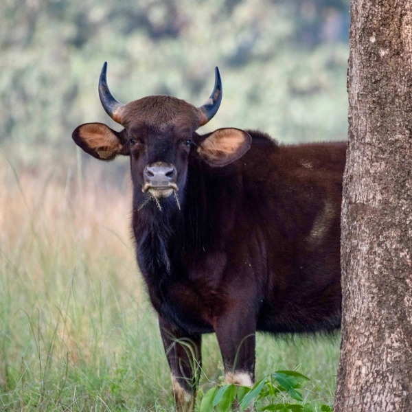 Safari Madhya Pradesh – Wildlife, Culture 