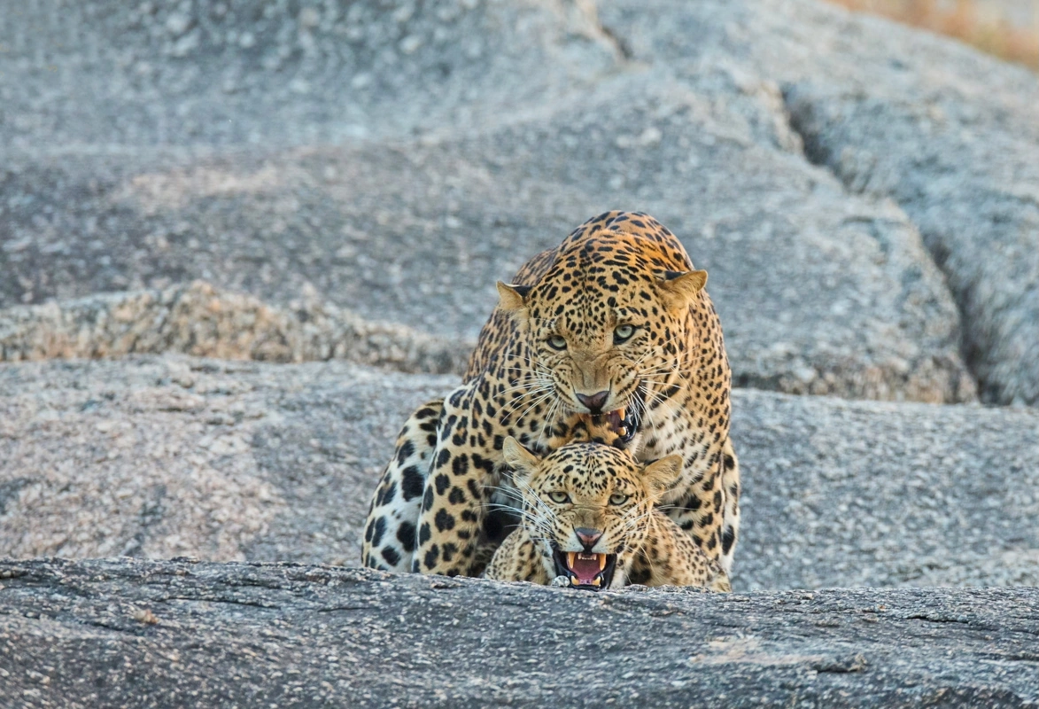 Rajasthan Horseback Riding Holi Tour