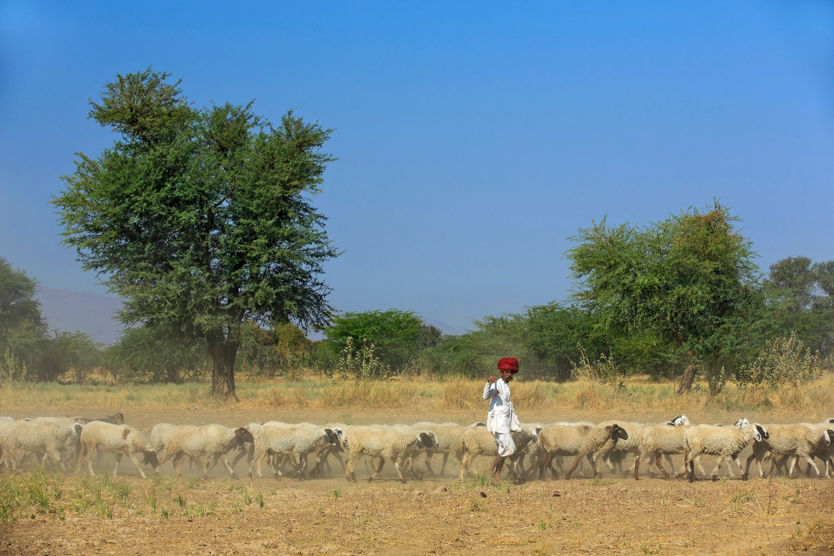 Rajasthan Horseback Riding Holi Tour